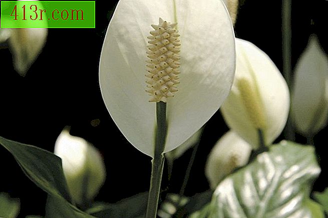 Bunga-bunga perdamaian itu hanyalah salah satu tanaman indoor yang tumbuh dengan baik di daerah-daerah yang temaram.