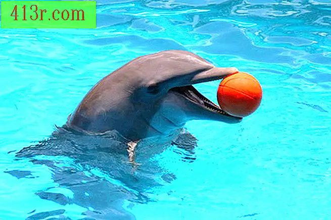 A narina é o que os golfinhos usam para respirar quando alcançam a superfície da água.