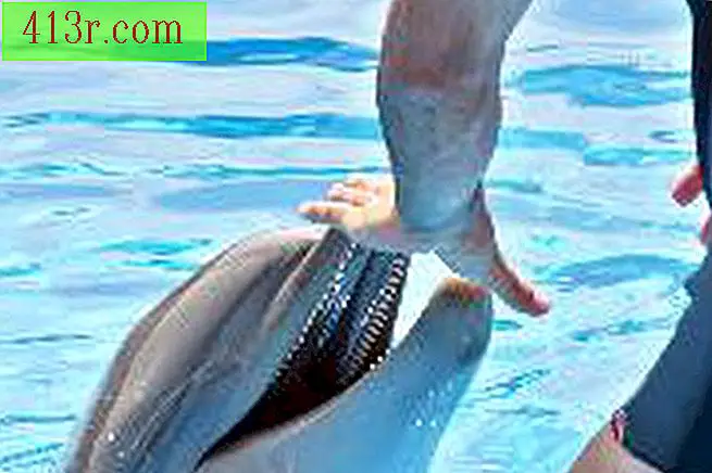 הפה של הדולפין נקרא פה.